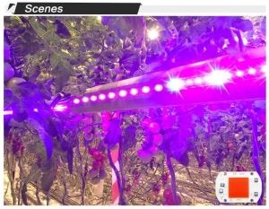 LED плочка крушка лампа  за растеж на растенията  за монтаж 10 вата 20 вата 30 вата 50 вата 220 волта 